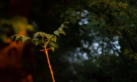 A branch with a leaf lit by a ray of light Stock Photos