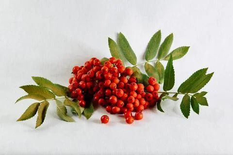 Branch with leaf on white background Stock Photos