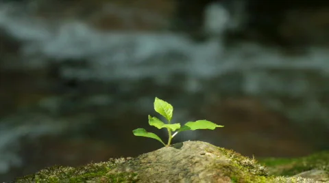 Branch with leaflets and a mountain stream. Vídeo Stock 859904