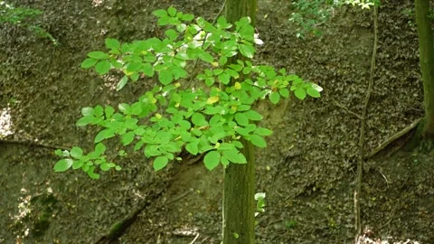 Branch with leafs Stock Footage 161641420