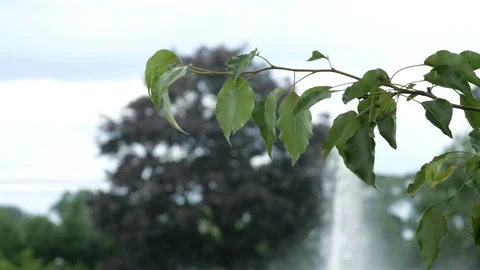 Branch of leave blowing in front of large fountain Stock Footage 111400608