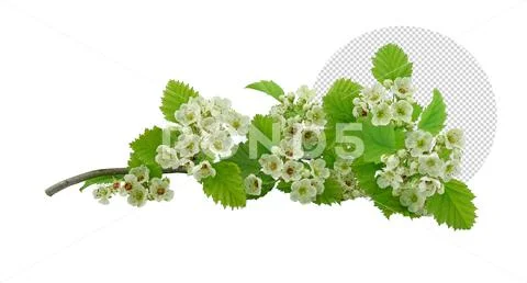 Branch with leaves and flowers PSD Template