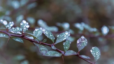 A branch with leaves and raindrops, close-up Stock Photos