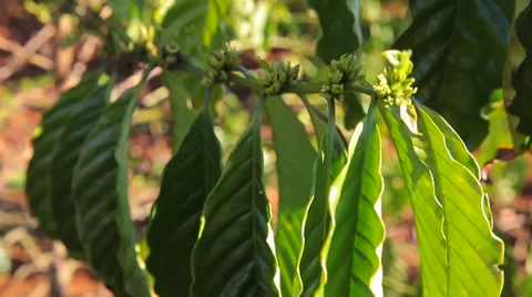 Branch with leaves of coffee trees Stock Footage 47797650