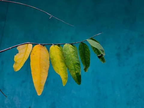 A branch of leaves displaying a gradient from yellow to green hangs against.. Stock Photos