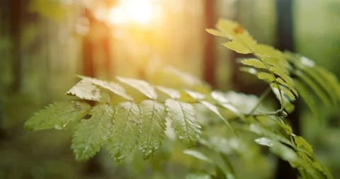 Branch with leaves during rain in the forest. Stock Footage 112926944