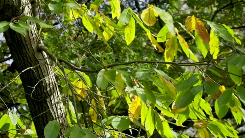 Branch of leaves fluttering Stock Footage 221580863