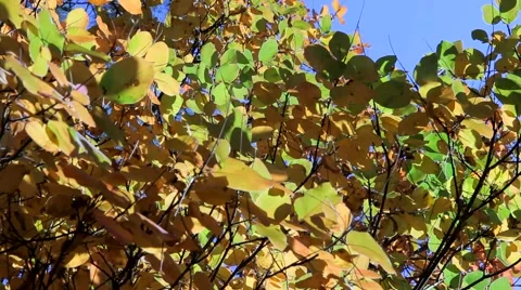 Branch With Leaves Stock-Footage 52477723