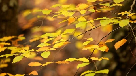 Branch With Leaves Stock-Footage 52478365