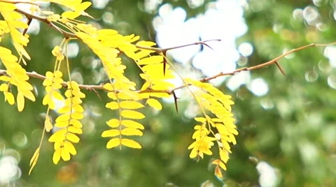 Branch With Leaves Stock-Footage 52710967