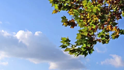 Branch with leaves Stock Footage 136463074