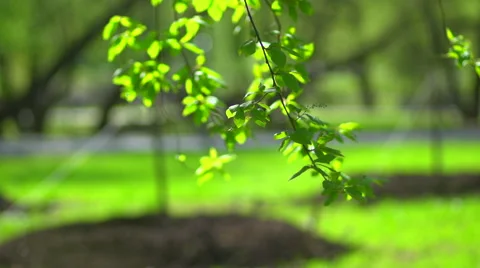 A branch with leaves on a green background Stock Footage 57733255