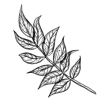 Branch with leaves. Hand drawn vector illustration on isolated background in Stock Illustration