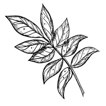 Branch with leaves. Hand drawn vector illustration on isolated background in Stock Illustration