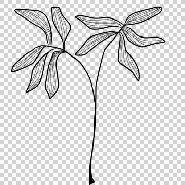 Branch leaves Stock Illustration