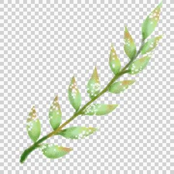Branch leaves  illustration Stock Illustration