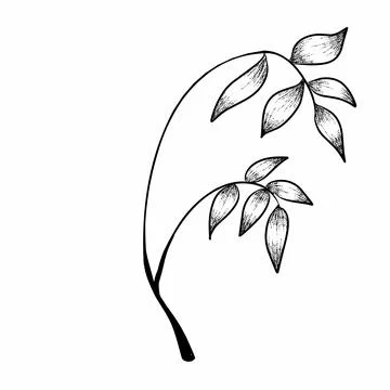 Branch leaves  illustration Stock Illustration