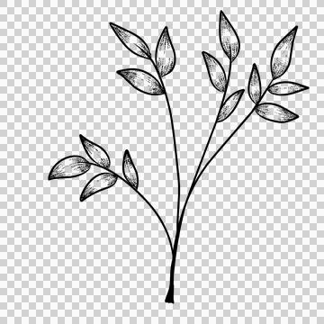 Branch leaves  illustration Stock Illustration