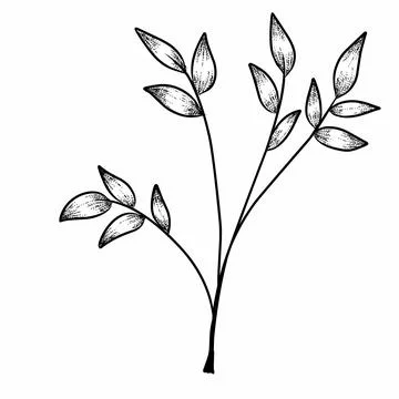 Branch leaves  illustration Stock Illustration