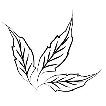 Branch leaves  illustration Stock Illustration