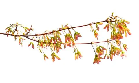 A branch with leaves on it Stock Photos