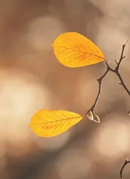 Branch with leaves Stock Photos
