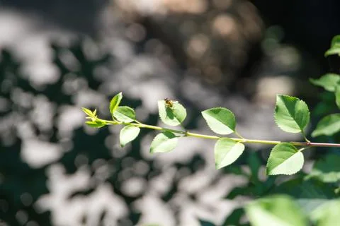 Branch with leaves Фото