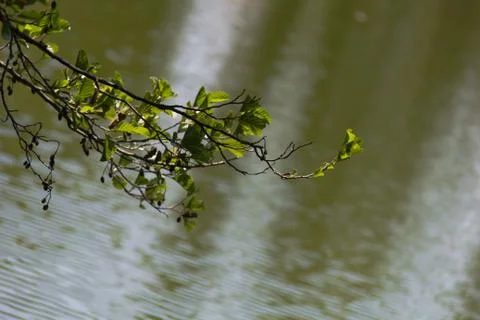 Branch of leaves Stock Photos