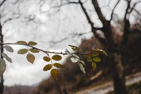 Branch with leaves Stock Photos