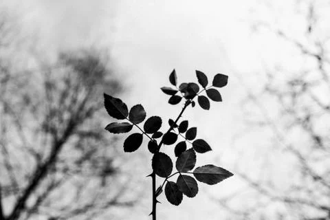 Branch with leaves Stock Photos