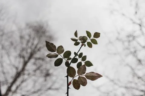 Branch with leaves Stock Photos