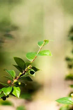 Branch of Leaves Foto stock