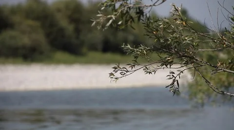Branch with leaves by the river Stock Footage 47994974