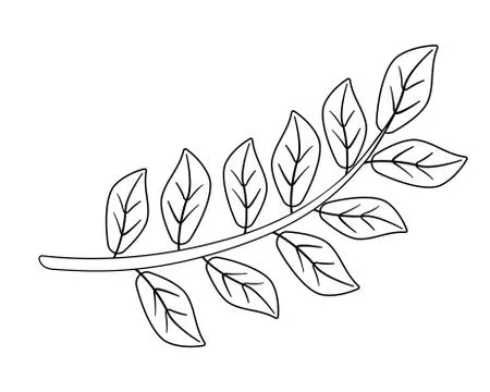 Branch with leaves - vector linear illustration for coloring. Stock Illustration