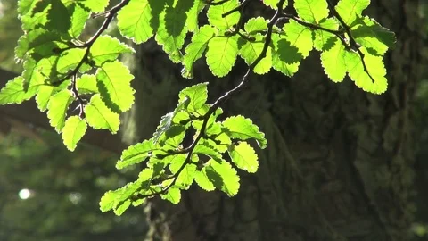 Branch of leaves waving in the wind Stock Footage 74062511