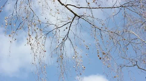 Branch with leaves in the wind Video stock 22152551