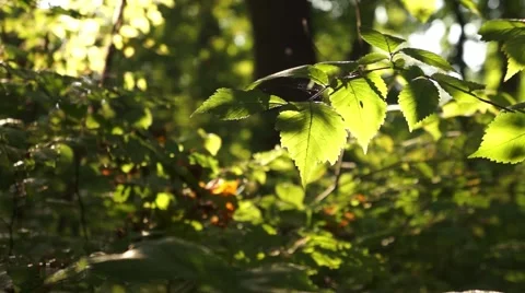 Branch leaves in the wind Stock Footage 43804301