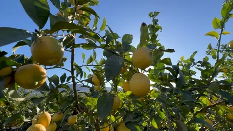The branch of a lemon tree laden with fruit backlit Stock Footage 314045176