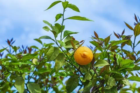 Branch lemons Stock Photos