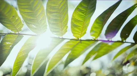 Branch light glimmer Stockbeeldmateriaal 32285282