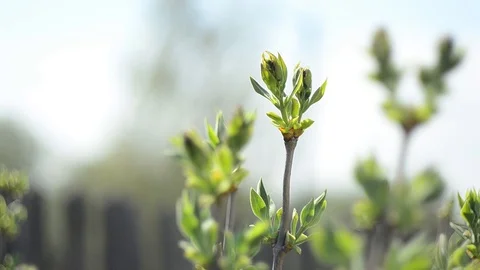 The Branch of Lilac Stock Footage 128112640