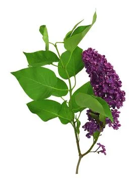 A branch of lilac. Isolated on white background without shadow. Spring. Natur Stock Photos