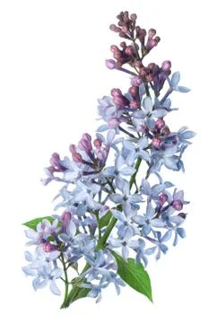 Branch lilac Stock Photos
