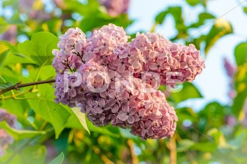 Branch of lilac Stock Photos