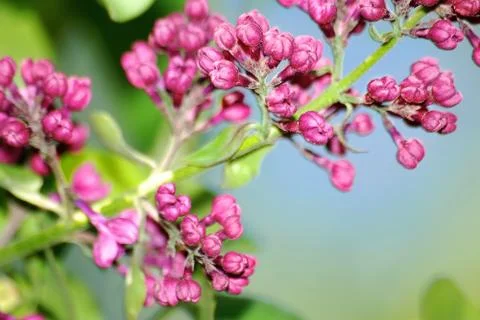 Branch of lilac Stock Photos