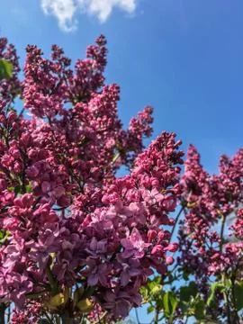 Branch of lilac Stock Photos