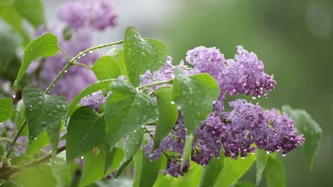 Branch of lilac rain drops. Stock Footage 87163088