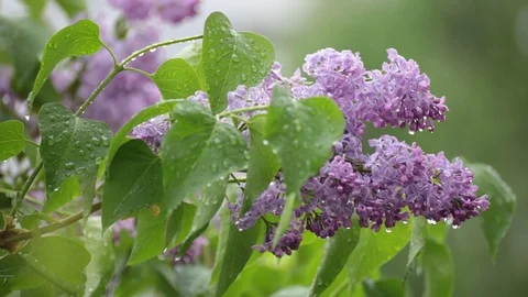 Branch of lilac rain drops. Stock Footage 87163211