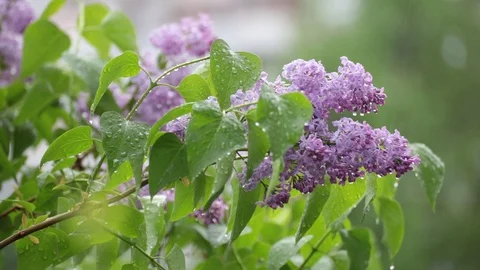 Branch of lilac rain drops. Stock Footage 87163533