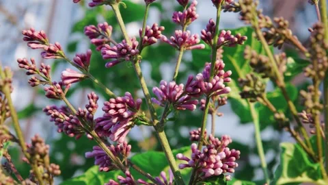 A branch of lilac sways in the wind Stock Footage 132211548